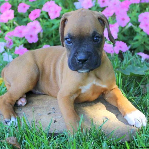 Anthony, Boxer Puppy