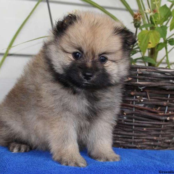 Anthony, Pomeranian Puppy