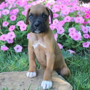 Anthony, Boxer Puppy