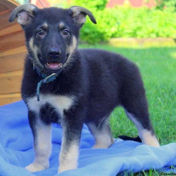 Anvil, German Shepherd Puppy