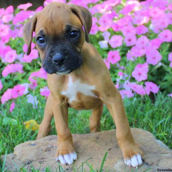 Anvil, Boxer Puppy