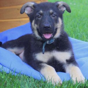 Anvil, German Shepherd Puppy