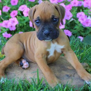 Anvil, Boxer Puppy