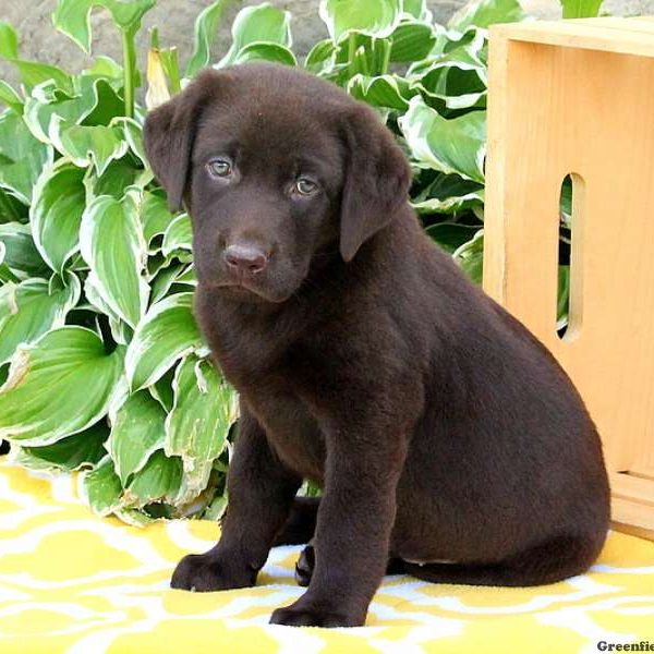 Anya, Labrador Retriever-Chocolate Puppy