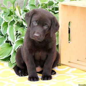 Anya, Labrador Retriever-Chocolate Puppy