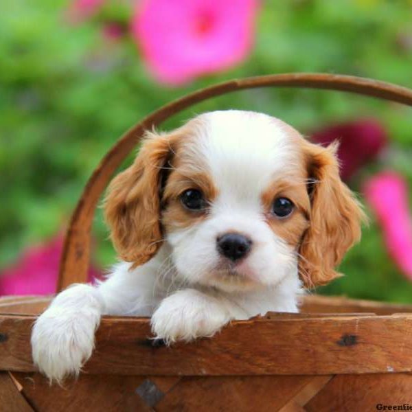 Apple, Cavalier King Charles Spaniel Puppy