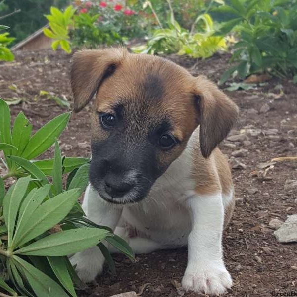 Apple, Jack Russell Terrier Puppy