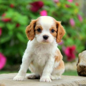 Apple, Cavalier King Charles Spaniel Puppy