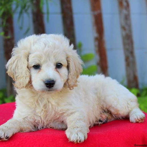 Arby, Cockapoo Puppy