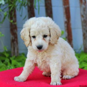 Arby, Cockapoo Puppy