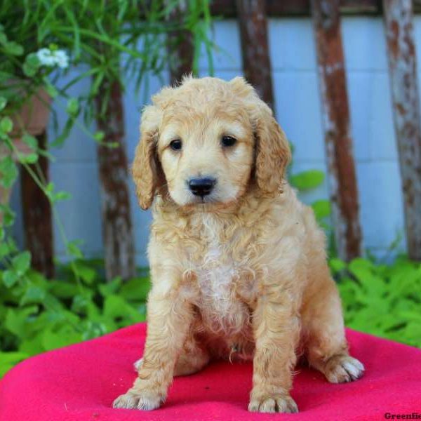 Archie, Cockapoo Puppy