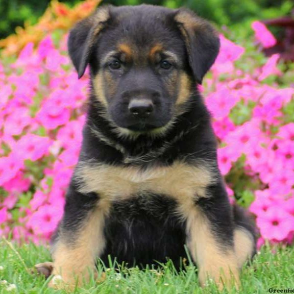 Archie, German Shepherd Puppy