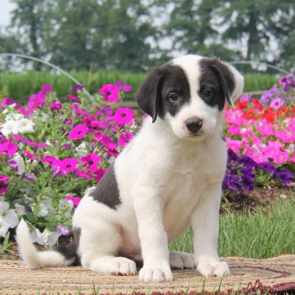 Archie, Great Pyrenees Mix Puppy