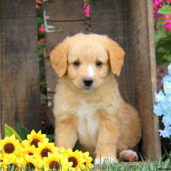 Archie, Labradoodle-Miniature Puppy