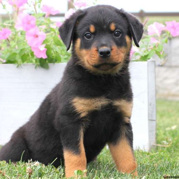 Archie, Rottweiler Puppy