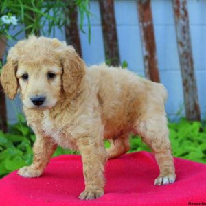 Archie, Cockapoo Puppy