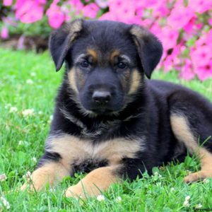 Archie, German Shepherd Puppy