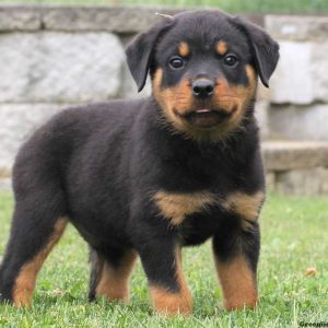 Archie, Rottweiler Puppy