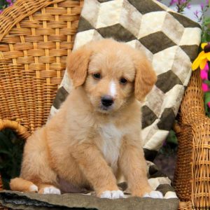 Archie, Labradoodle-Miniature Puppy