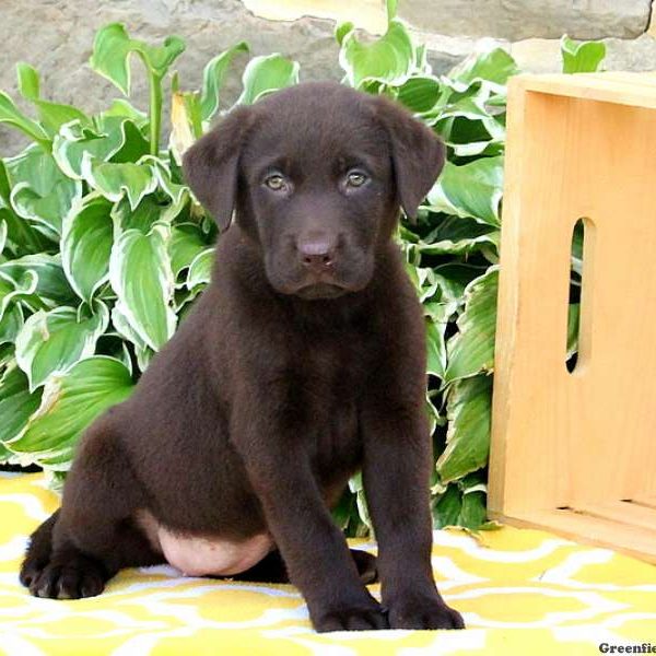 Ariel, Labrador Retriever-Chocolate Puppy