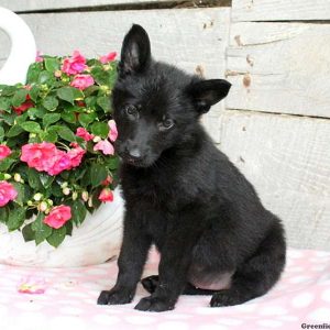 Ariel, German Shepherd Puppy