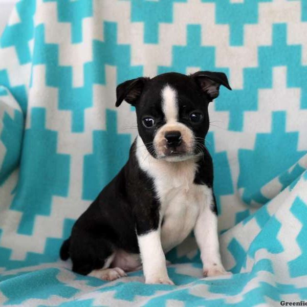 Arnold, Boston Terrier Puppy