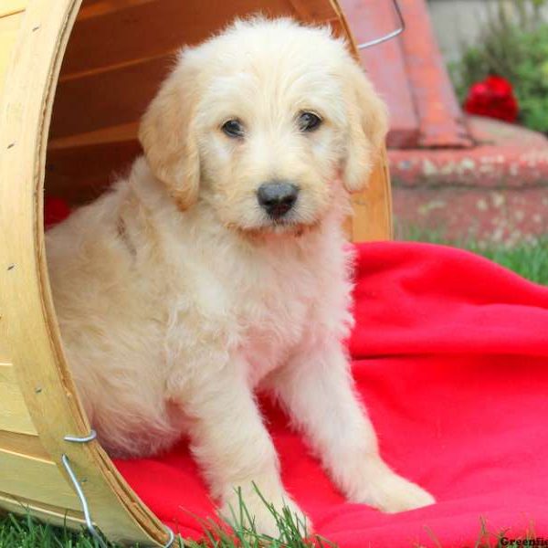 Arnold, Labradoodle Puppy