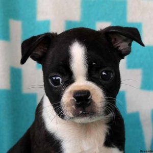 Arnold, Boston Terrier Puppy