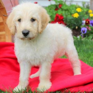 Arnold, Labradoodle Puppy