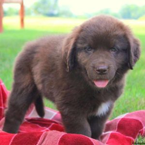 Arrow – Miniature, Newfypoo Puppy