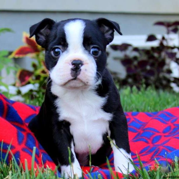 Arrow, Boston Terrier Puppy