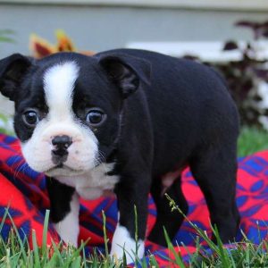 Arrow, Boston Terrier Puppy