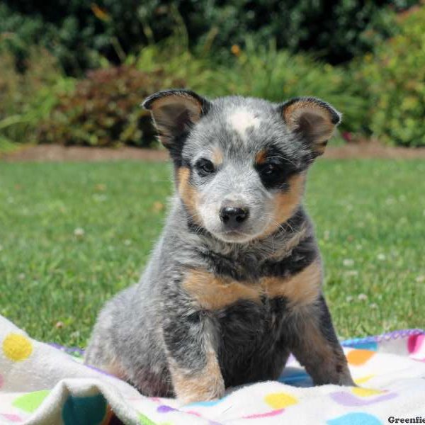 Arwin, Blue Heeler – Australian Cattle Dog Puppy