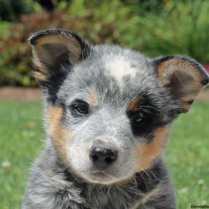 Arwin, Blue Heeler – Australian Cattle Dog Puppy