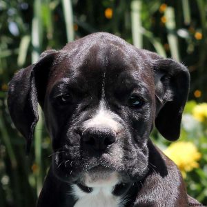 Arwin, Boxer Puppy