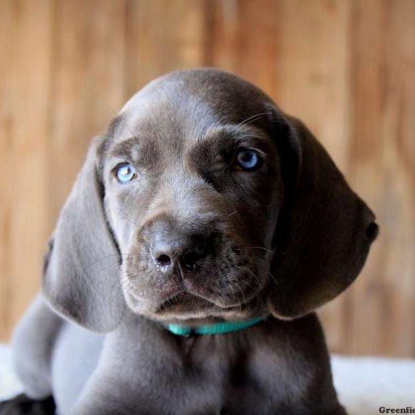 Ash, Weimaraner Puppy