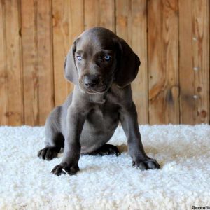 Ash, Weimaraner Puppy