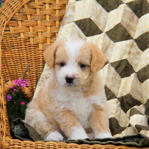 Asher, Labradoodle-Miniature Puppy