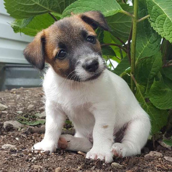 Asher, Jack Russell Terrier Puppy