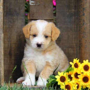 Asher, Labradoodle-Miniature Puppy