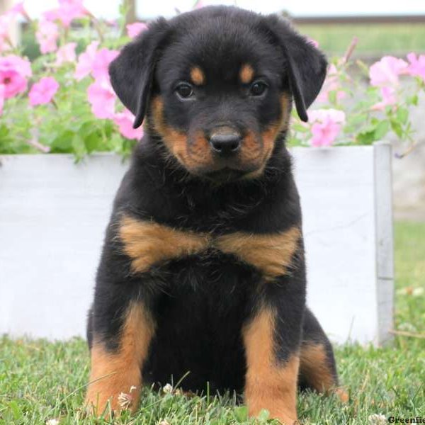 Ashley, Rottweiler Puppy