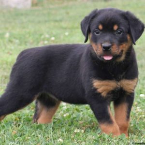 Ashley, Rottweiler Puppy
