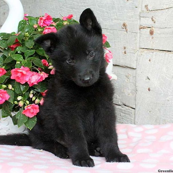 Ashton Paul, German Shepherd Puppy