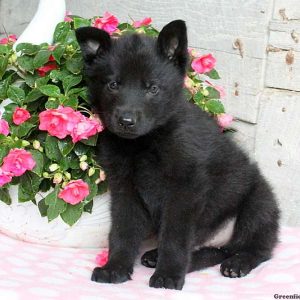 Ashton Paul, German Shepherd Puppy