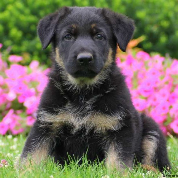 Ashton, German Shepherd Puppy