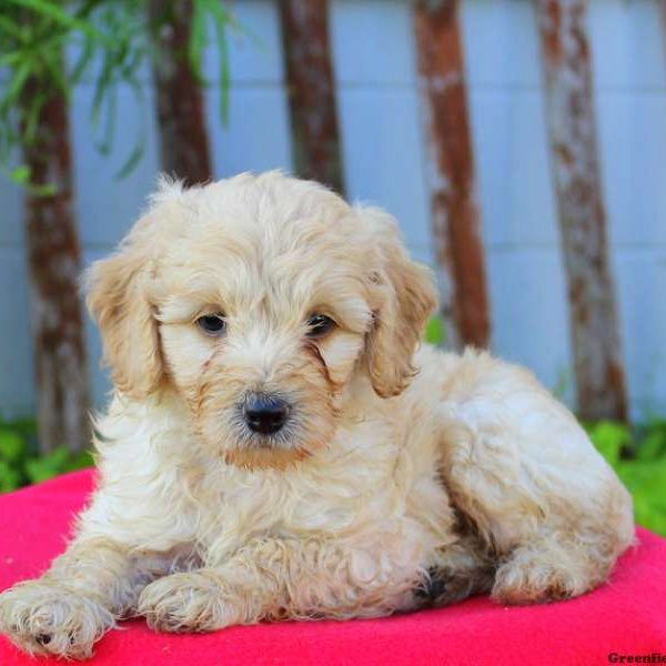 Ashton, Cockapoo Puppy