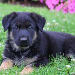 Ashton, German Shepherd Puppy