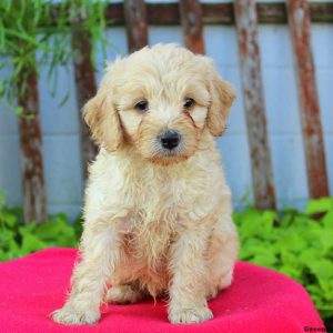 Ashton, Cockapoo Puppy