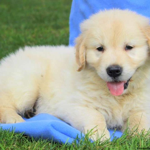 Aspen, Golden Retriever-English Cream Puppy