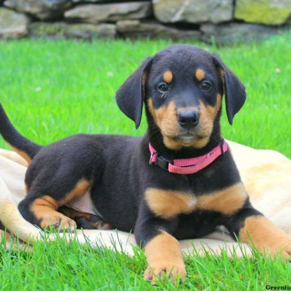 Aspen, Bernese Mountain Dog Mix Puppy